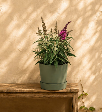 Pink Buddleja