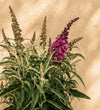 Pink Buddleja