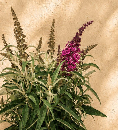 Pink Buddleja