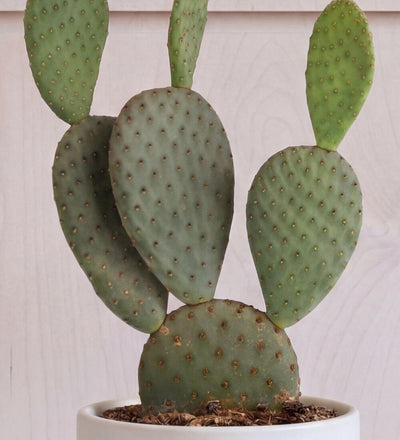 Prickly Pear Cactus