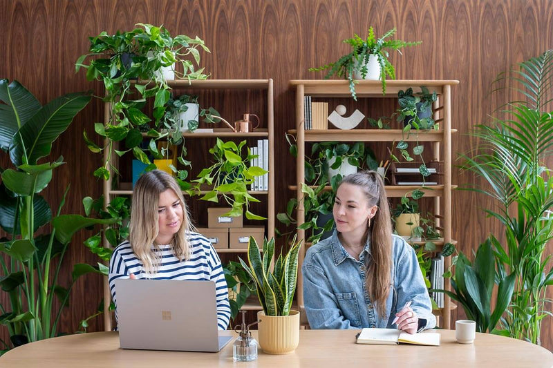 plants for businesses