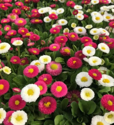 Piccolo English Daisy Seeds