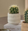 Cacti & Pot