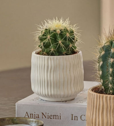 Cacti & Pot