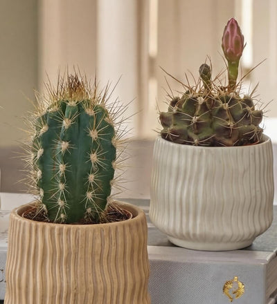 Cacti & Pot