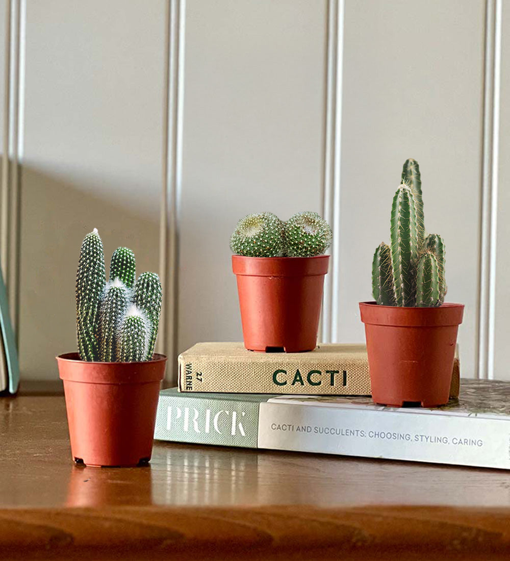 Tiny Trio of Cacti