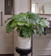 Calathea Orbifolia