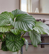 Calathea Orbifolia