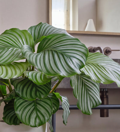 Calathea Orbifolia