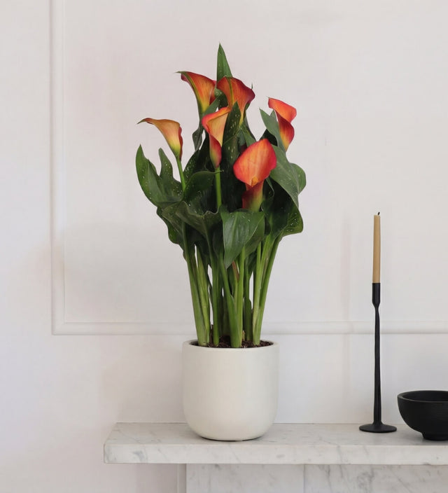 Orange Calla Lily