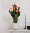 Orange Calla Lily