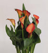 Orange Calla Lily