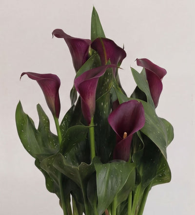 Purple Calla Lily