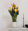Orange Calla Lily