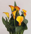 Orange Calla Lily