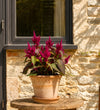 Celosia