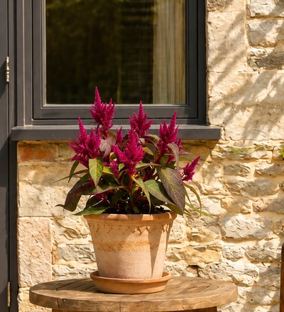Celosia