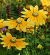 Piccolo Erfurter Orangefarbige Seeds