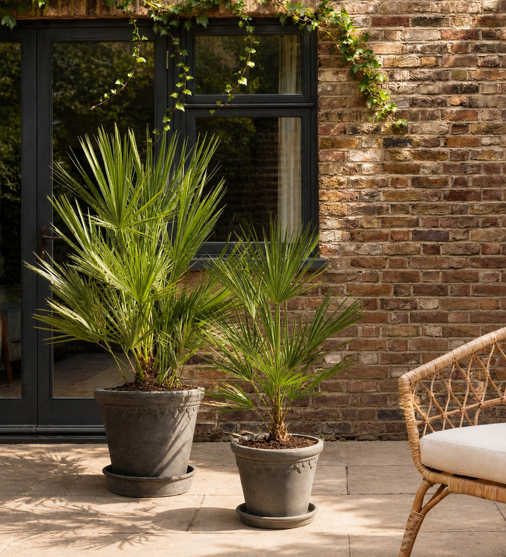 Chamaerops Humilis