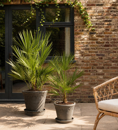 Chamaerops Humilis