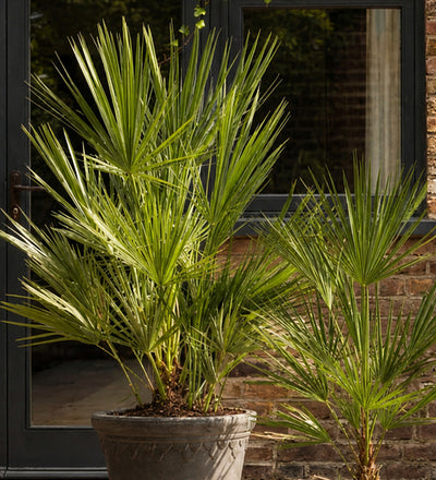 Chamaerops Humilis