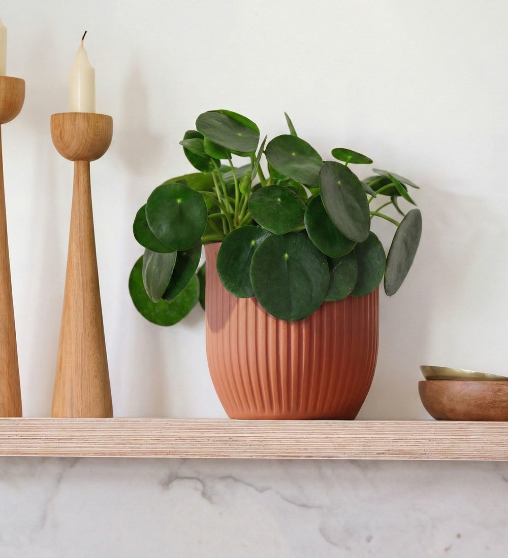 Chinese Money Plant & Pot