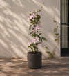 Clematis Montana