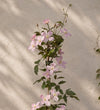 Clematis Montana