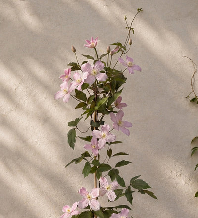 Clematis Montana