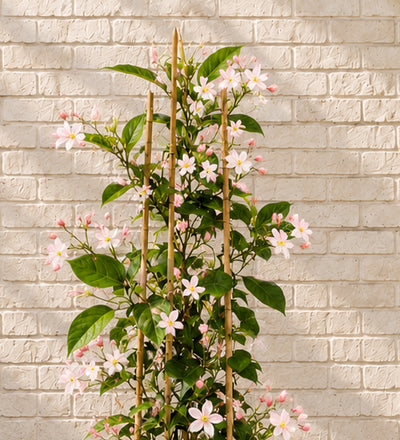 Clematis Apple Blossom