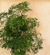 Polyscias Ming