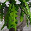 Fishbone Cactus & Pot