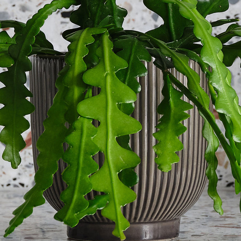 Fishbone Cactus & Pot