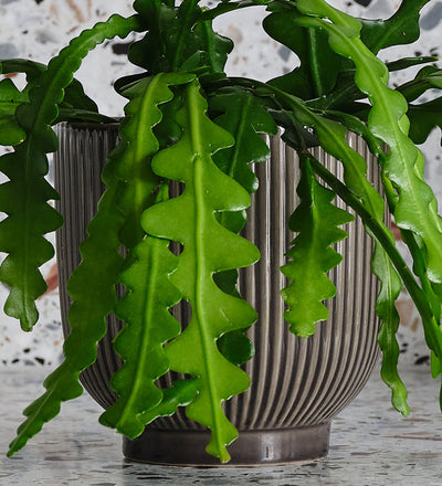 Fishbone Cactus & Pot