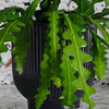 Fishbone Cactus & Pot