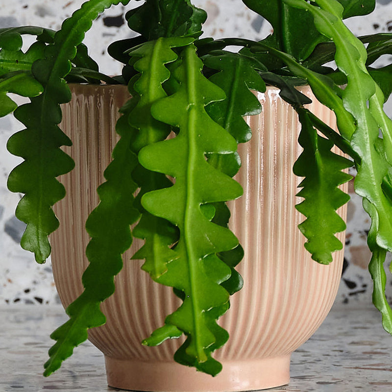Fishbone Cactus & Pot