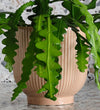 Fishbone Cactus & Pot