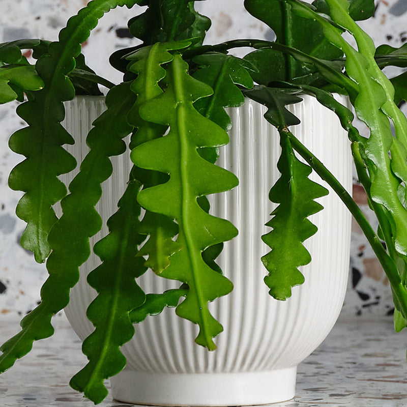 Fishbone Cactus & Pot