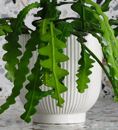 Fishbone Cactus & Pot