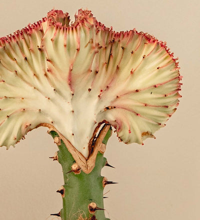 Coral Cactus