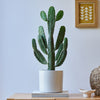 Cowboy Cactus & Pot