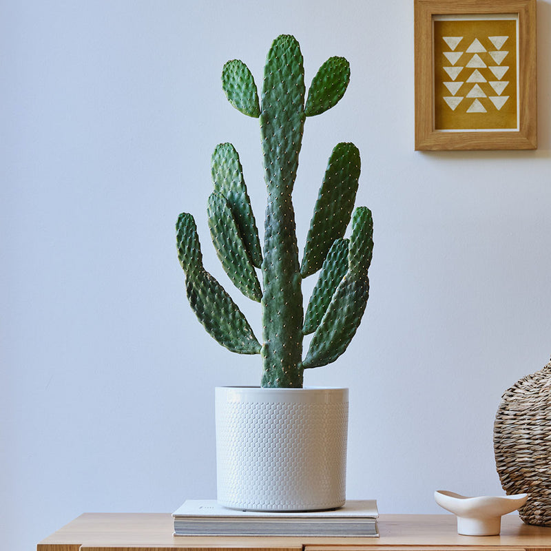 Cowboy Cactus & Pot