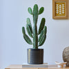 Cowboy Cactus & Pot