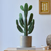 Cowboy Cactus & Pot