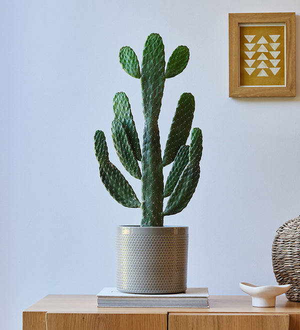 Cowboy Cactus & Pot