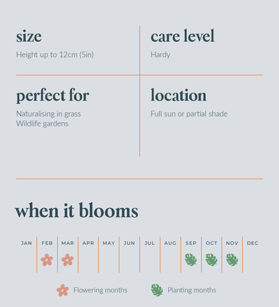 Crocus Bulbs - size, care level, ideal position and flowering months
