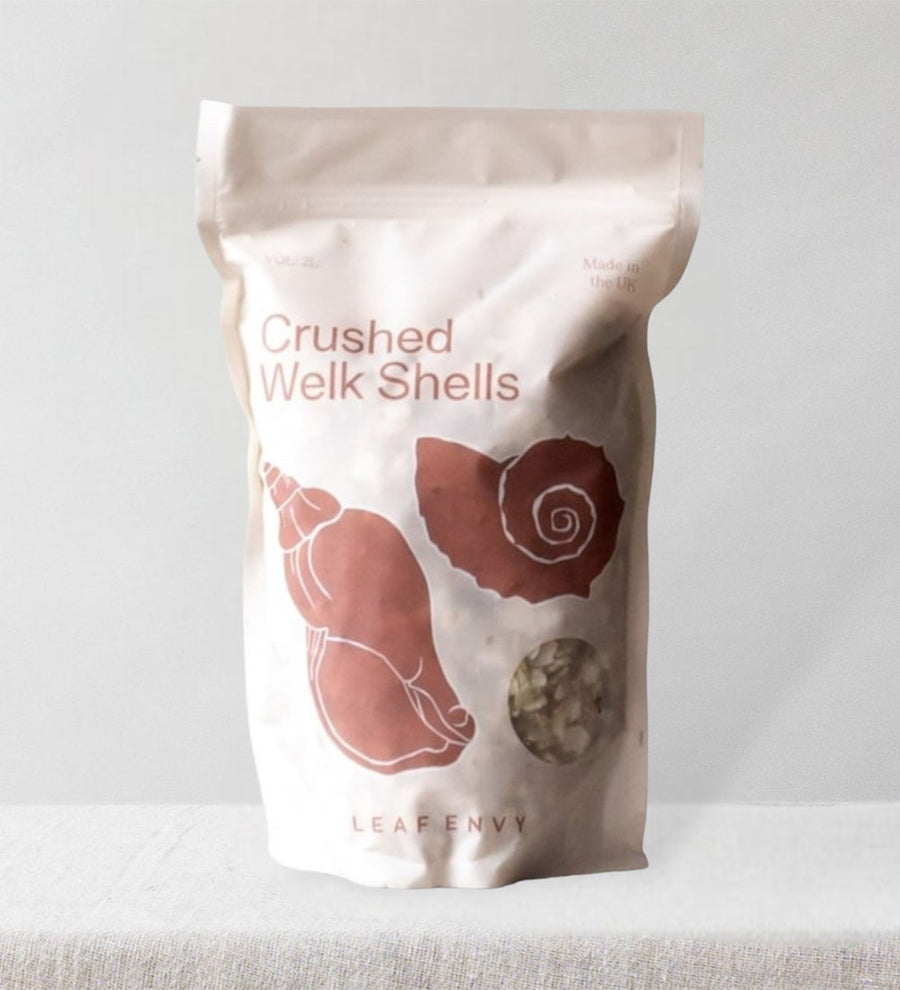 Crushed Welk Shells