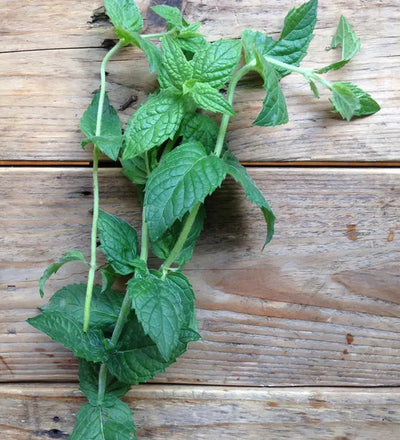 Piccolo Moroccan Spearmint Seeds