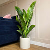 Dumb Cane