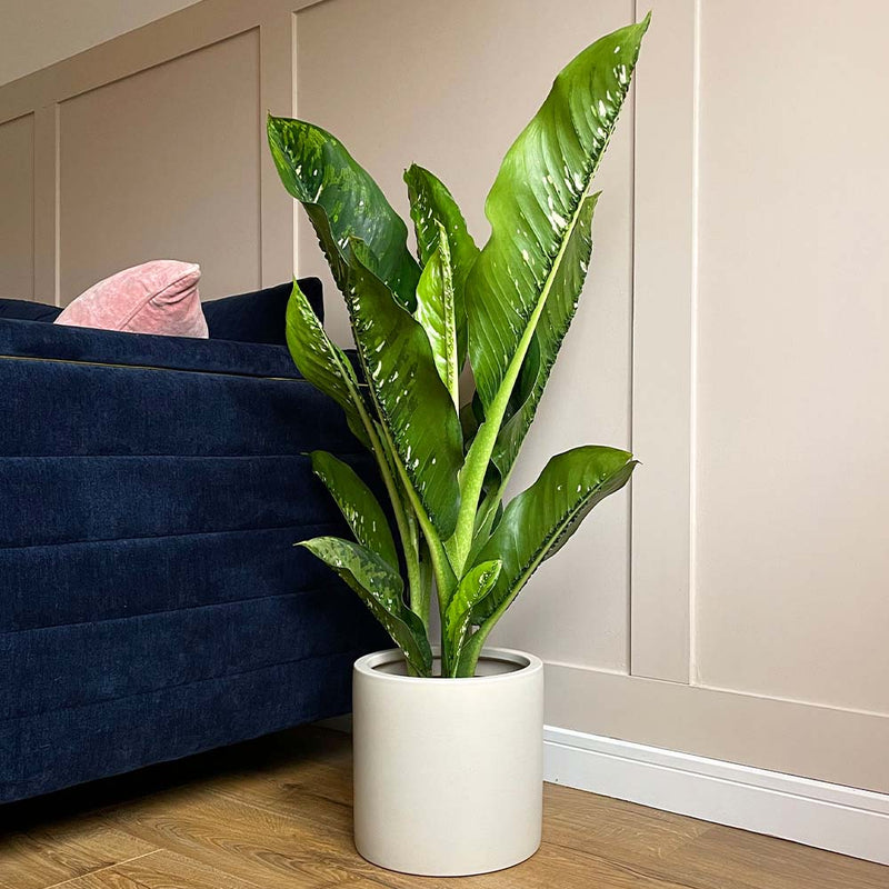 Dumb Cane
